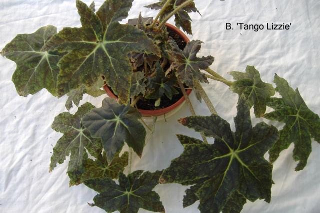 B. ‘Tango Lizzie’